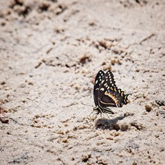 Butterfly on a Sand Bank