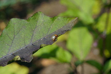 Adult colorado beetle on a leaf of potatoes