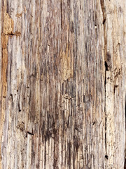 Naklejka premium an old rotten tree with the bark stripped off as a background. the wood is destroyed by time and weather conditions