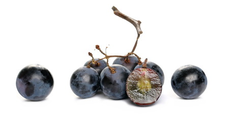 Fresh dark, black grapes isolated on white background