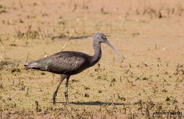 Glossy Ibis looking for food at water pond