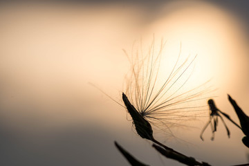 Abstract background image , silhouette of thistle seeds at sunset close up macro shot at autumn.