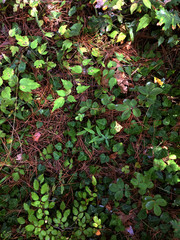 Land in the forest covered with pine needles and climbing plants with green leaves