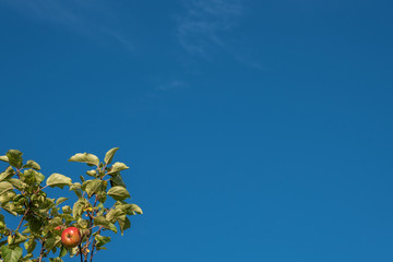 Red apple with green leaves on a background of blue sky.