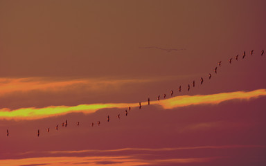 key of wild geese flying south