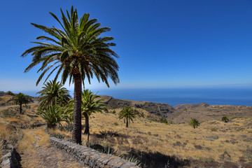 Fototapeta na wymiar Landschaft mit Palmen auf der Insel La Gomera