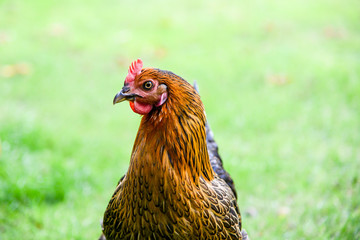 ein glückliches Huhn im Garten