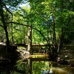 Wooden Bridge Over a Creek 4