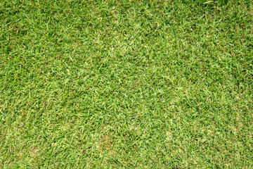 Grass background. St. Augustine grass
