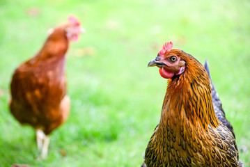ein Huhn im Garten Portrait