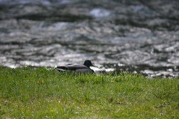 Camping by the water and Woods