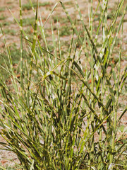 (Miscanthus sinensis) Hautes tiges droites et touffues de fines feuilles tronçonnées de bandes jaunes du roseau de Chine ou Eulalie 