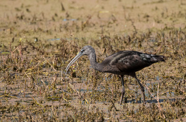 Glossy Ibis looking for food at water pond