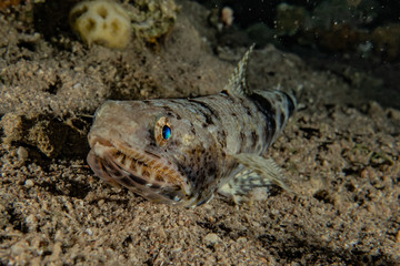 Fish swim in the Red Sea, colorful fish, Eilat Israel