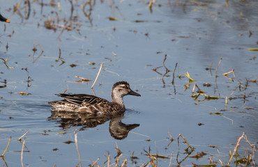 Indian birds in their natural habitat