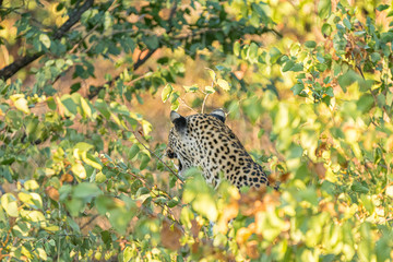 A leopard, Panthera pardus, hiding behind mopani bushes and growling