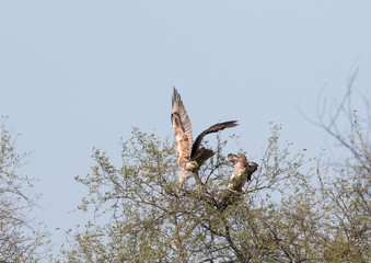 Indian birds in their natural habitat