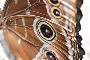 Macro image of a butterfly wings