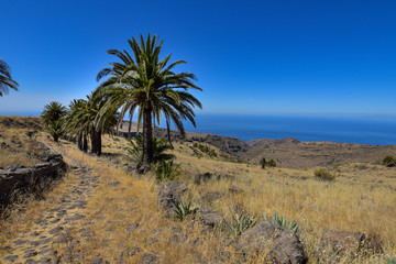 Fototapeta na wymiar Wanderweg mit Palmen auf La Gomera / Kanaren