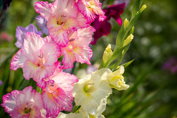 Gladiolus, Sword Lily, pink and yellow Gladiolus flower in the garden.