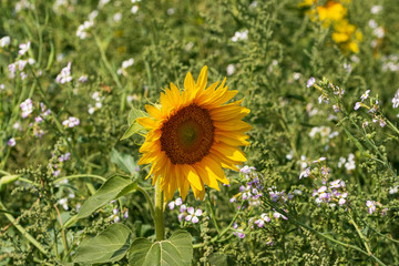 Fototapeta premium Sonnenblumen und Schleierkraut in der Sonne