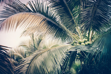 Coconut palm tree foliage under sky. Vintage background. Retro toned poster. - 286147298