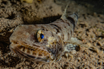 Fish swim in the Red Sea, colorful fish, Eilat Israel