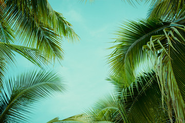 Coconut palm tree foliage under sky. Vintage background. Retro toned poster. - 286147414
