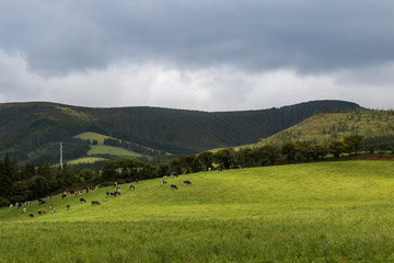 Fototapeta premium Fileds and meadows at Sao Miguel, Azores