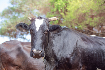 Black cow in the pasture. Concept image of farm life.