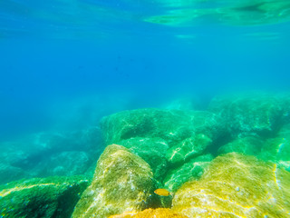 Rocks and fish in Alghero blue sea
