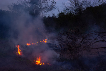 Wildfire while drought at night, close-up. Smoke and air Pollution from agricultural burning farm...