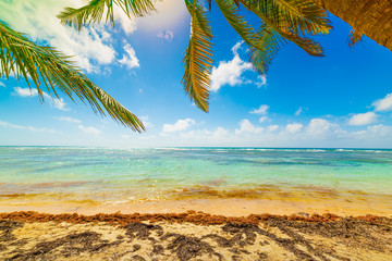 Palm trees and turquoise water in Guadeloupe