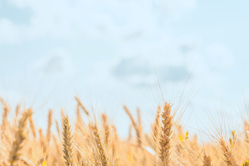 Golden ripe flakes on blue sky background
