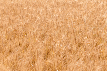 Golden ripe cereal, background, close-up
