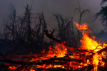Wildfire while drought at night, close-up. Smoke and air Pollution from agricultural burning farm...