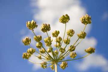 Close-up of blooming dill flowers in the wild