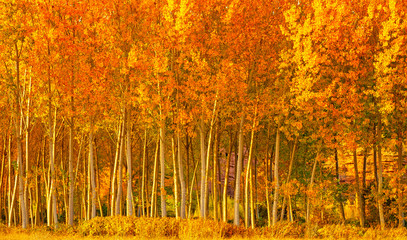 Naklejka premium Pathway in the forest at autumn
