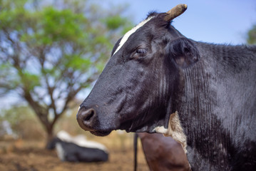 Obraz na płótnie Canvas Black cow in the pasture. Concept image of farm life.