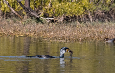 Great Cormorant with big fish catch to eat at Keoladeo Bird Sanctuary