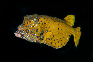 Fish swim in the Red Sea, colorful fish, Eilat Israel