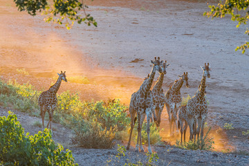 Giraffe herd in the last rays of sunlight
