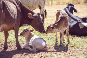 Rural image. Mother cow taking care of newborn calf. Concept image of farm life.