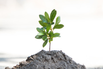 young tree or plant growing in the pile of sand or earth