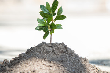 young tree or plant growing in the pile of sand or earth