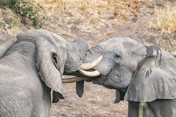 Two african elephants testing their strength in a tussle