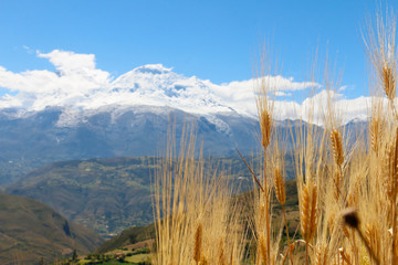 Nevado Andino en Perú con un campo de trigo