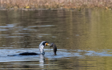 Great Cormorant with big fish catch to eat at Keoladeo Bird Sanctuary