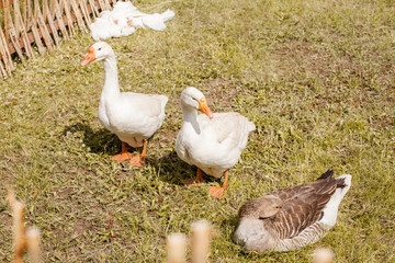 white geese  behind a wattled fence