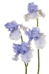 iris flower isolated